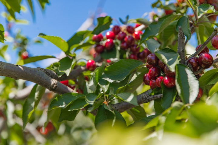 a close up of a fruit hanging from a branch