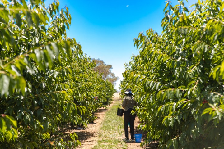 a person standing next to a tree