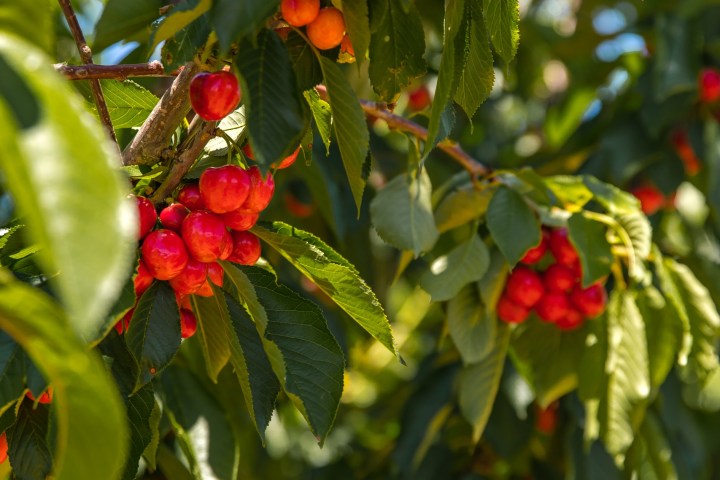 a close up of a fruit hanging from a tree