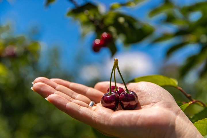a hand holding an apple tree