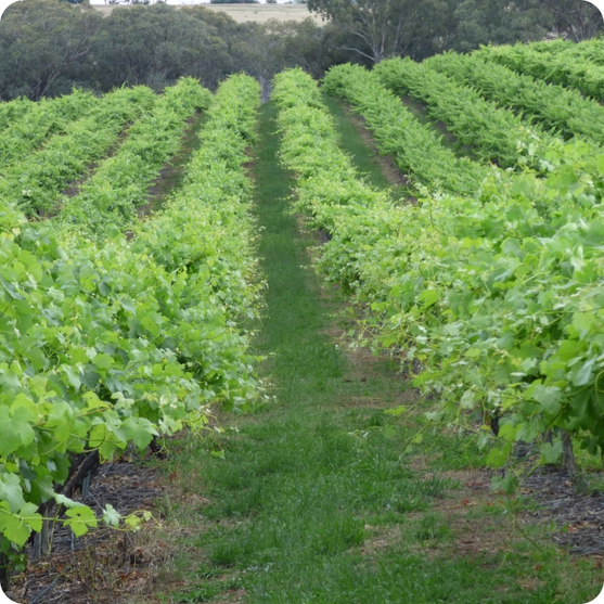 Our Vines tile 2 Green vineyards