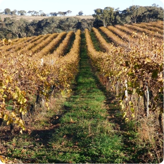 Our Vines Tile 1 vineyards