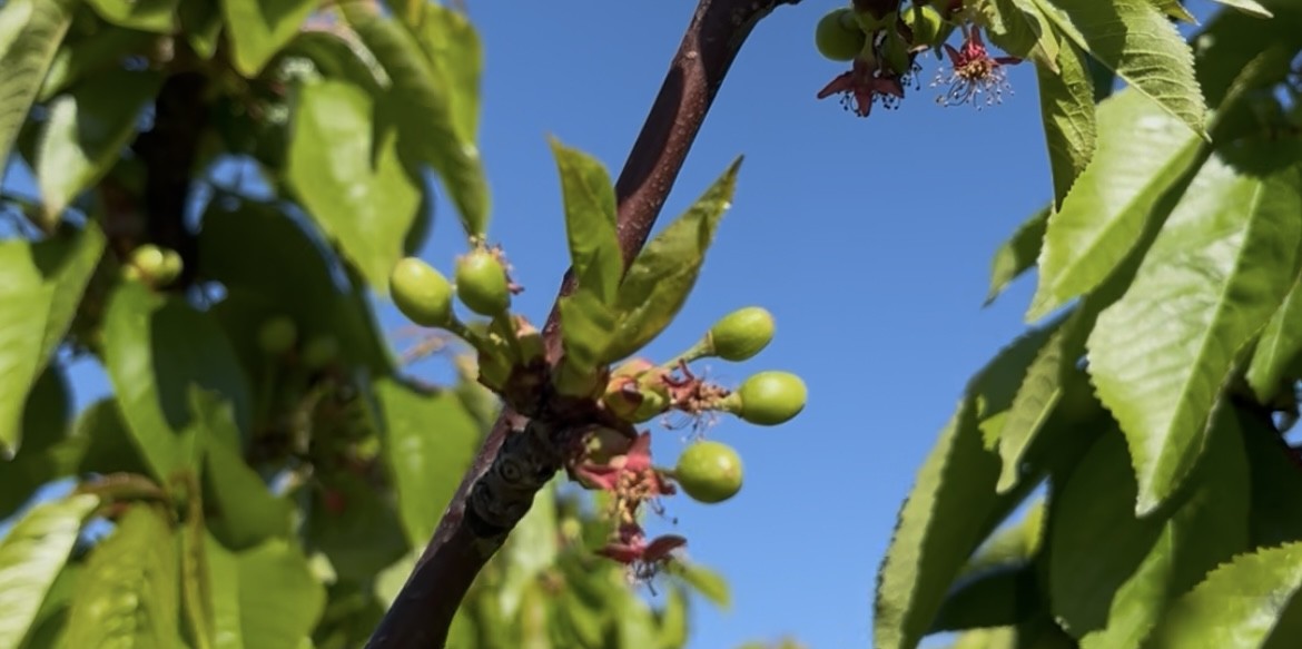 Close-up of small green fruit on a tree branch with leaves and blue sky background.