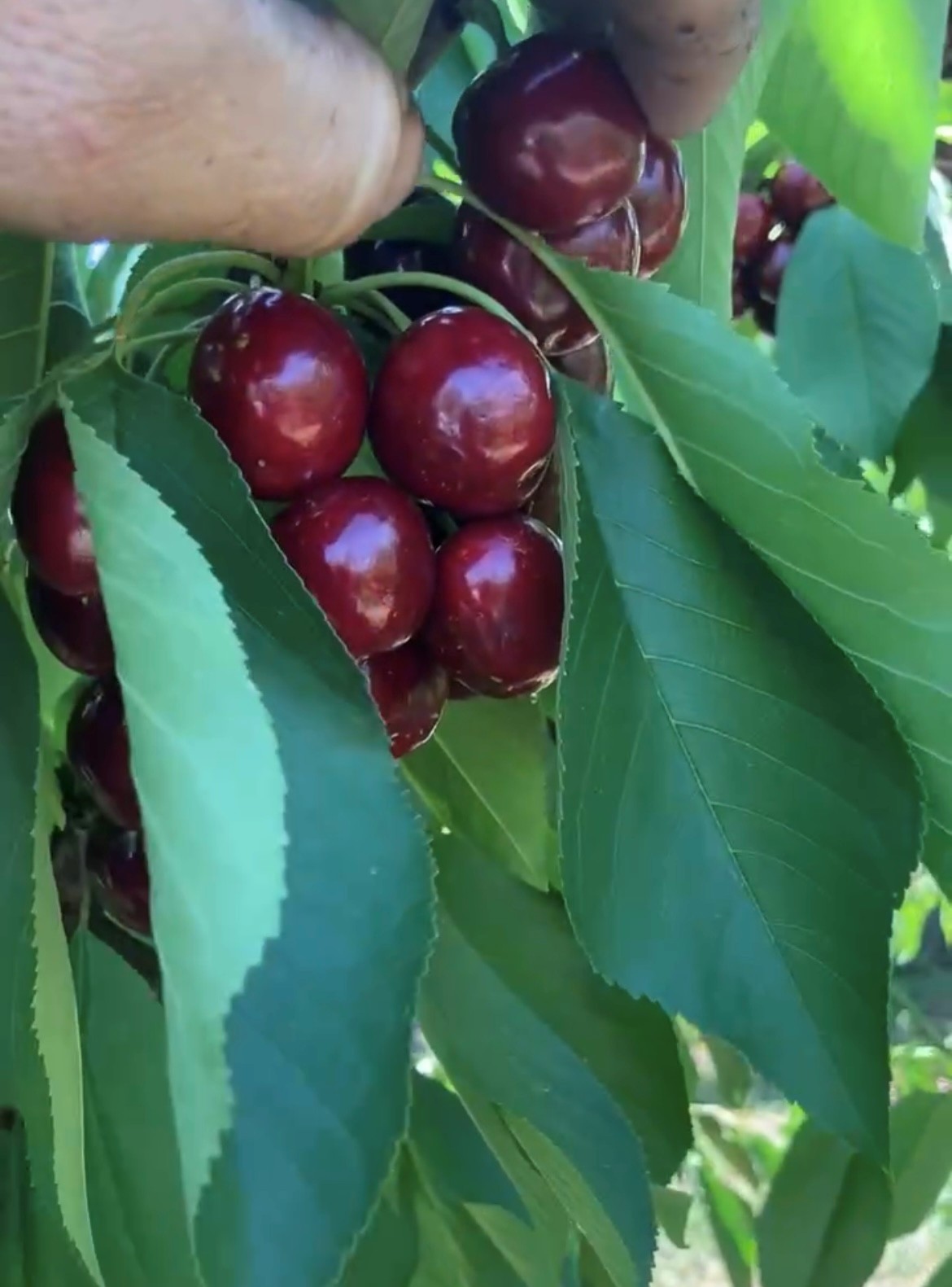 Cluster of red cherries on a tree branch with green leaves.