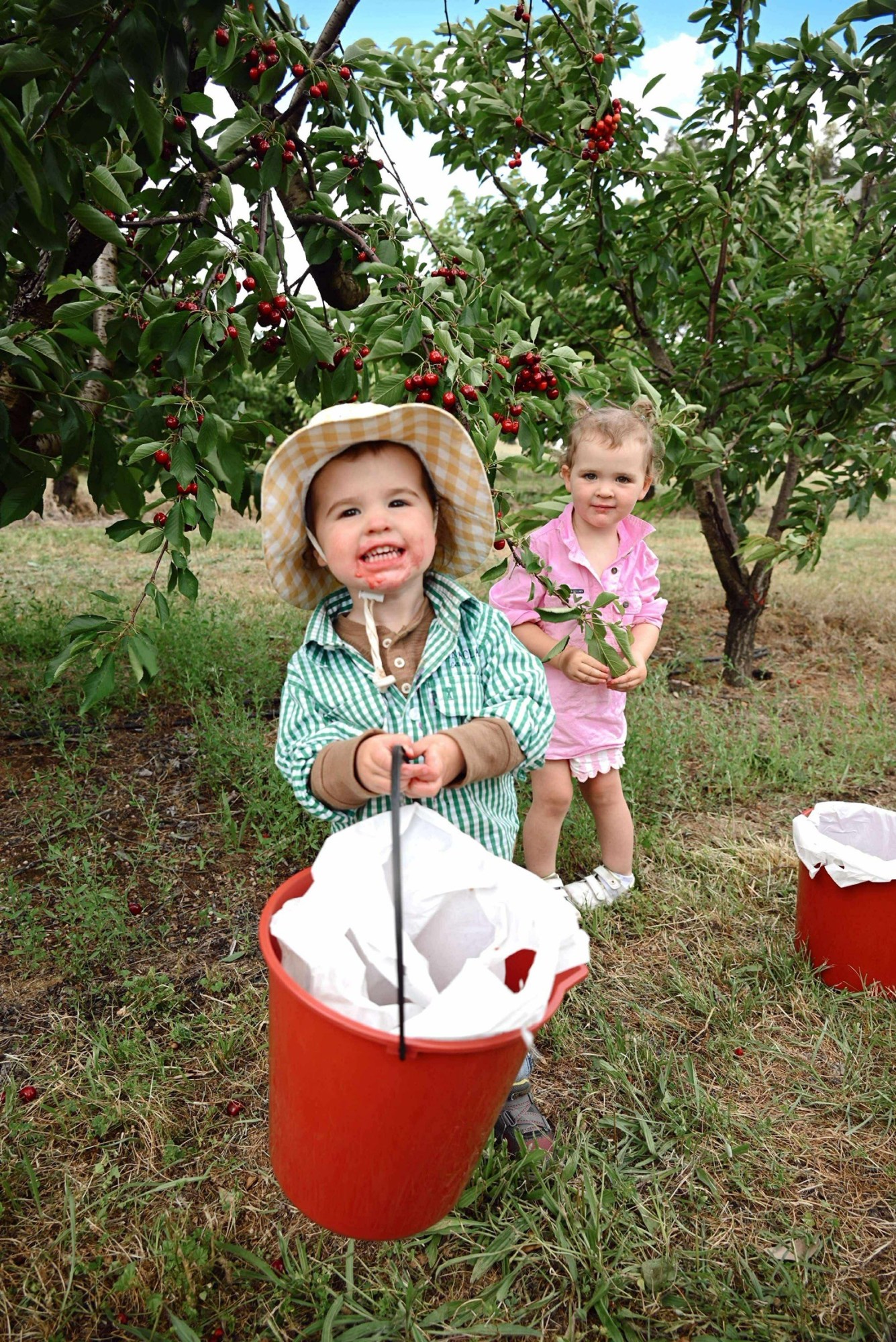 Two young children picking cherries, holding red buckets under a cherry tree.