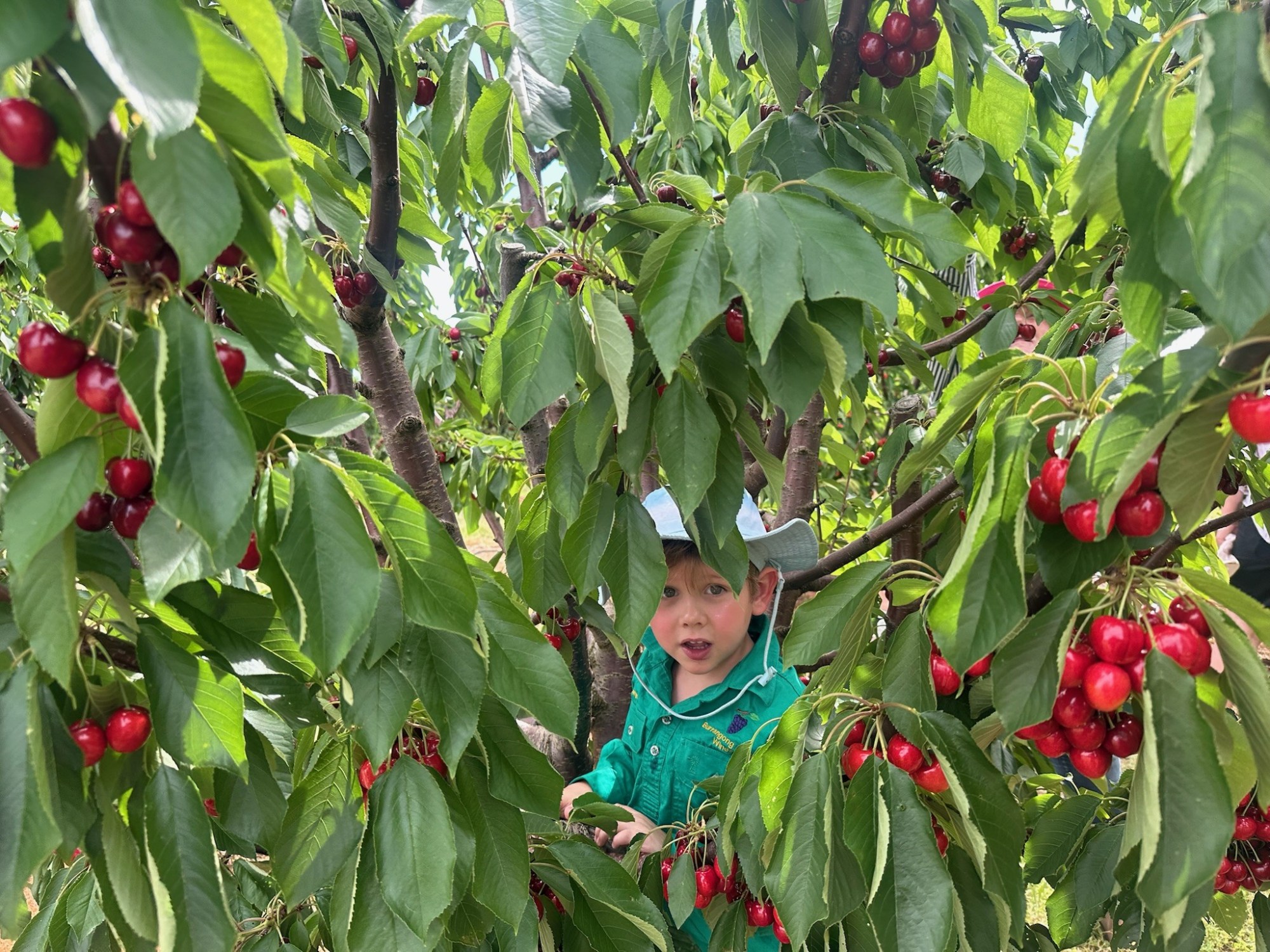 Child in sun hat among cherry tree branches with ripe cherries.