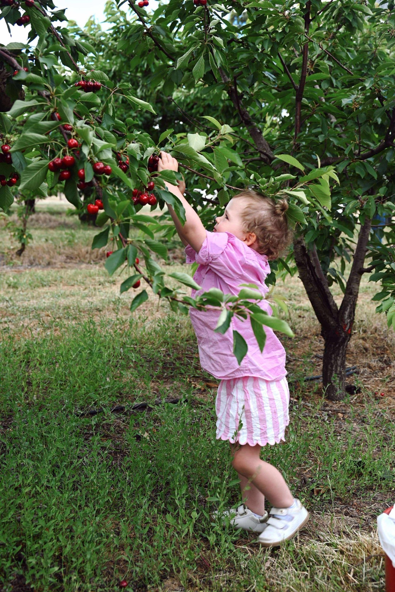 Child in pink outfit reaching for cherries on a tree branch in an orchard.